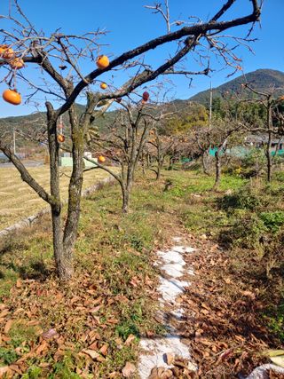 천승준님의 오늘 어떤 농작업하셨나요? · 참여글 작성글 사진