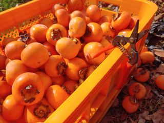 천승준님의 오늘 어떤 농작업하셨나요? · 참여글 작성글 사진