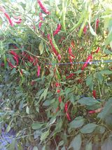 팜모닝 고추·영농일지 게시글 이미지