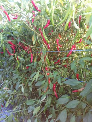 농민생활잘하자화이팅님의 고추 · 영농일지 작성글 사진