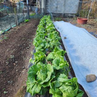 권영동 님의 오늘 어떤 농작업하셨나요? · 참여글 작성글 사진