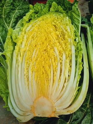 엄미애님의 오늘 어떤 농작업하셨나요? · 참여글 작성글 사진