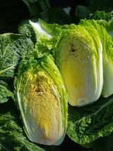 팜모닝 배추·병해충상담 게시글 이미지