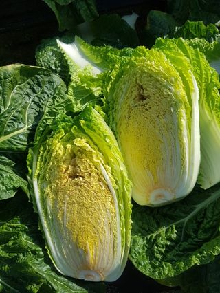 kingcar님의 배추 · 병해충상담 작성글 사진