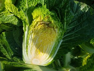 kingcar님의 배추 · 병해충상담 작성글 사진