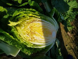 kingcar님의 배추 · 병해충상담 작성글 사진