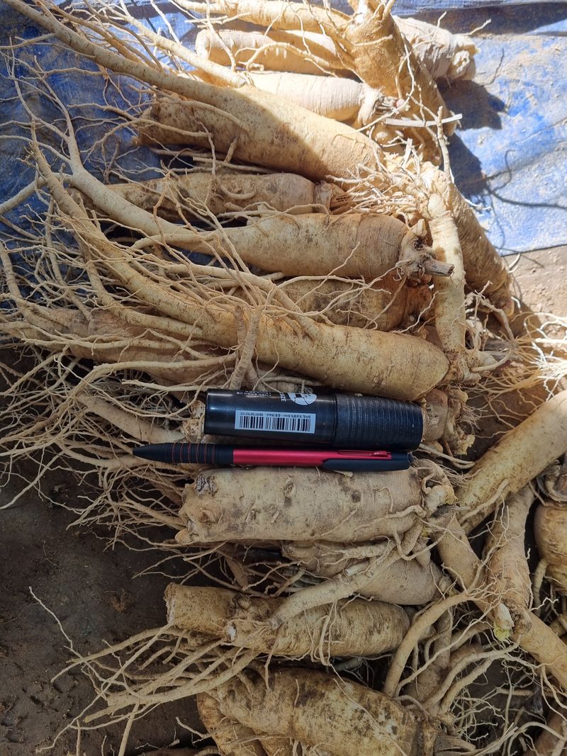 모두팜님의 장터 판매 상품 [인삼 판매합니다  750g] 첨부 사진