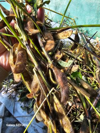 김윤숙님의 콩 · 자유게시판 작성글 사진