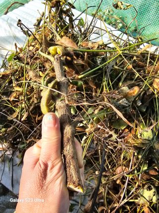 김윤숙님의 콩 · 자유게시판 작성글 사진