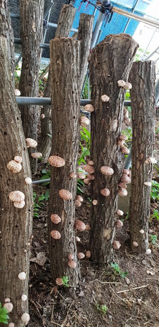 선비화님의 오늘 어떤 농작업하셨나요? · 참여글 작성글 사진