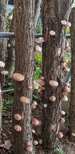 선비화님의 오늘 어떤 농작업하셨나요? · 참여글 작성글 사진