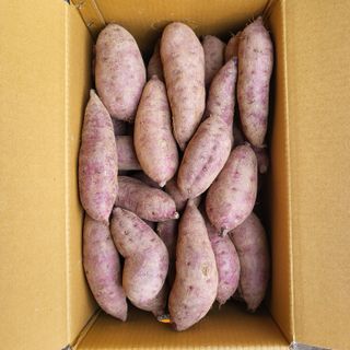 양석원님의 오늘 어떤 농작업하셨나요? · 참여글 작성글 사진