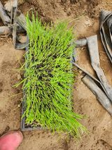 팜모닝 오늘 어떤 농작업하셨나요?·참여글 게시글 이미지