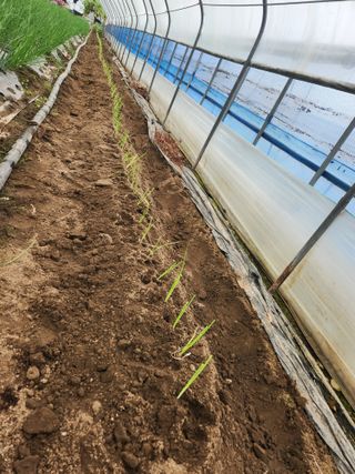 갑돌이님의 오늘 어떤 농작업하셨나요? · 참여글 작성글 사진