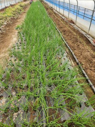 갑돌이님의 오늘 어떤 농작업하셨나요? · 참여글 작성글 사진