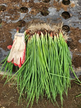 갑돌이님의 오늘 어떤 농작업하셨나요? · 참여글 작성글 사진