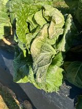 강수창님의 배추·결구기 농작업 작성글 사진