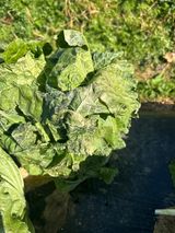 강수창님의 배추·결구기 농작업 작성글 사진