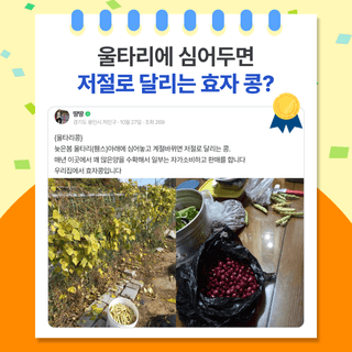 팜모닝 베스트님의 팜모닝공식 · 팜모닝 베스트 작성글 사진