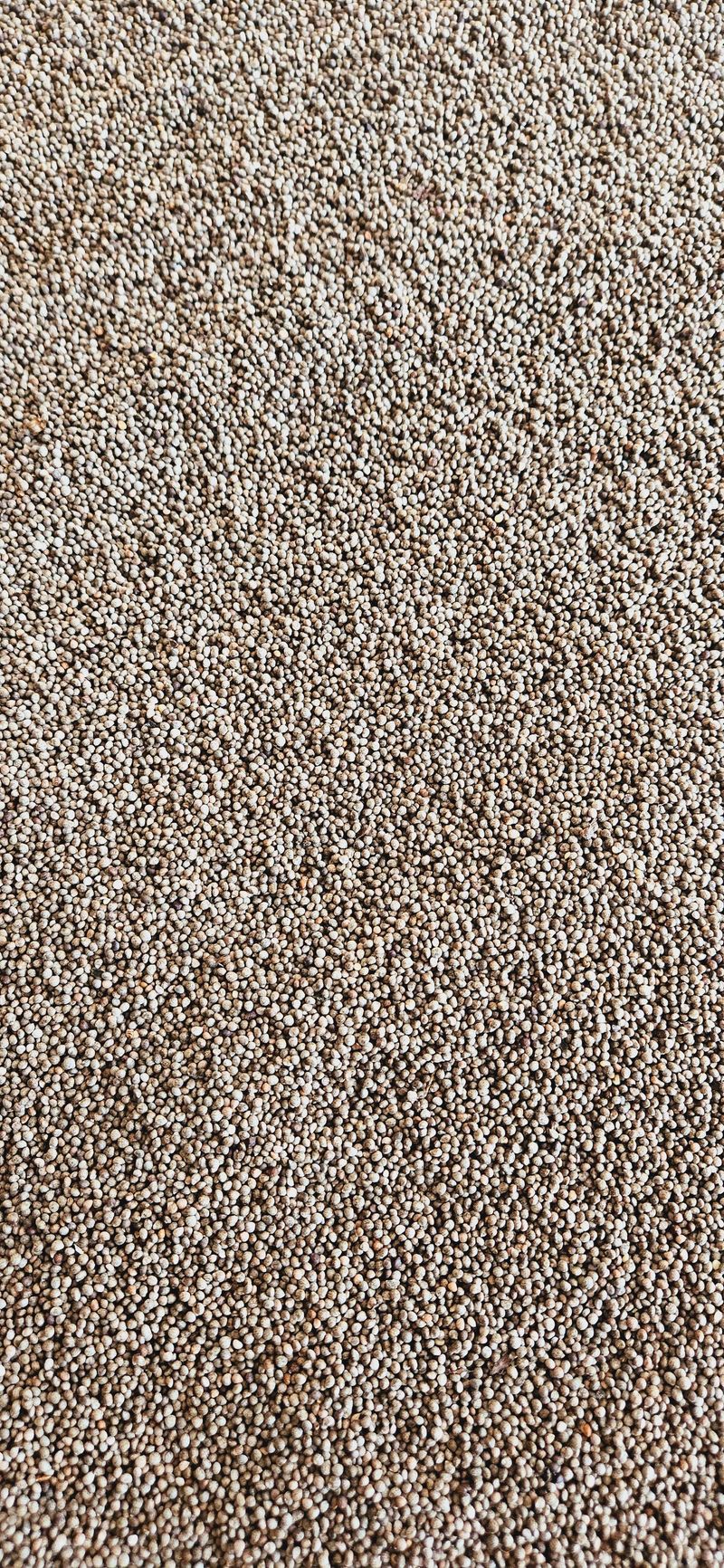 장터 상품 [들깨] 썸네일