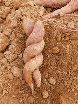 팜모닝 고구마·자유게시판 게시글 이미지