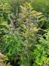 팜모닝 자유주제·자유게시판 게시글 이미지