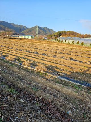 전복수님의 오늘 어떤 농작업하셨나요? · 참여글 작성글 사진