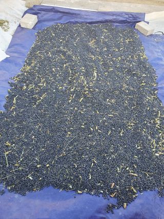 징금다리님의 오늘 어떤 농작업하셨나요? · 참여글 작성글 사진