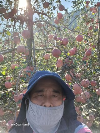 오금식(대청농원)님의 사과 · 수확 작성글 사진