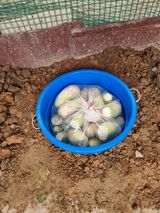 팜모닝 오늘 어떤 농작업하셨나요?·참여글 게시글 이미지