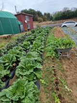 박세은님의 오늘 어떤 농작업하셨나요?·참여글 작성글 사진