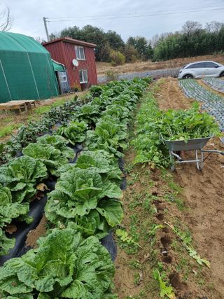 박세은님의 오늘 어떤 농작업하셨나요? · 참여글 작성글 사진