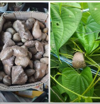 이용우님의 오늘 어떤 농작업하셨나요? · 참여글 작성글 사진