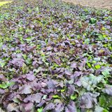 팜모닝 오늘 어떤 농작업하셨나요?·참여글 게시글 이미지