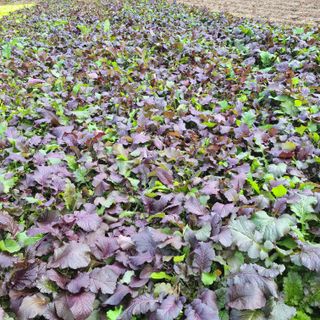 knlee2222님의 오늘 어떤 농작업하셨나요? · 참여글 작성글 사진