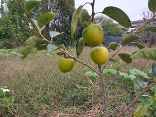 필객님의 오늘 어떤 농작업하셨나요?·참여글 작성글 사진