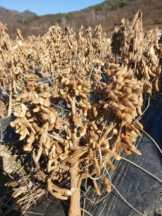 정규백님의 콩 · 자유게시판 작성글 사진