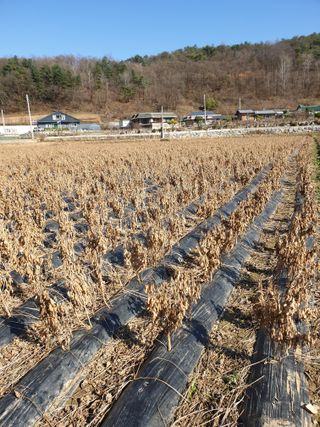 정규백님의 콩 · 자유게시판 작성글 사진