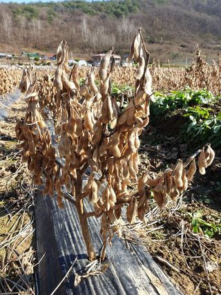 정규백님의 콩 · 자유게시판 작성글 사진