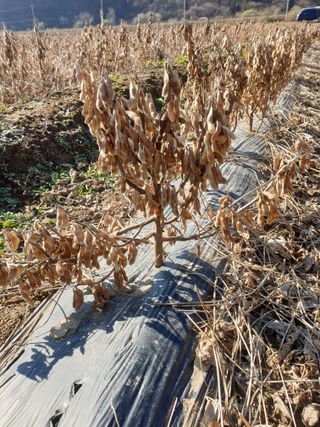 정규백님의 콩 · 자유게시판 작성글 사진