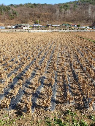 정규백님의 콩 · 자유게시판 작성글 사진