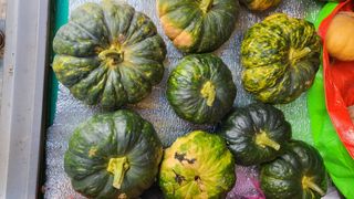 박재룡님의 오늘 어떤 농작업하셨나요? · 참여글 작성글 사진