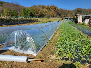 들꽃농장님의 오늘 어떤 농작업하셨나요? · 참여글 작성글 사진