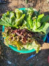 팜모닝 오늘 어떤 농작업하셨나요?·참여글 게시글 이미지