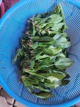 차윤호님의 오늘 어떤 농작업하셨나요?·참여글 작성글 사진