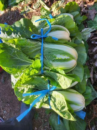 차윤호님의 오늘 어떤 농작업하셨나요? · 참여글 작성글 사진