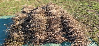 신승철님의 콩 · 영농일지 작성글 사진