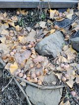 팜모닝 오늘 어떤 농작업하셨나요?·참여글 게시글 이미지