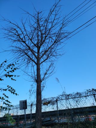 춘천해바라기님의 오늘 어떤 농작업하셨나요? · 참여글 작성글 사진