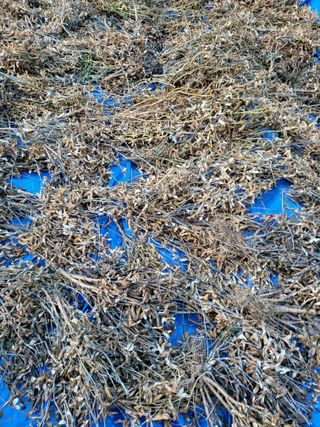 춘천해바라기님의 오늘 어떤 농작업하셨나요? · 참여글 작성글 사진